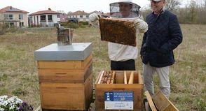 Imker Björn Schumann (lks.) überzeugt Bienenpaten Christian Schwerin, geschäftsführender Gesellschafter der Strandhäuser am Leuchtturm davon, wie friedvoll seine Bienenvölker sind, sodass er sich sogar ohne Imkerhut problemlos nähern kann.