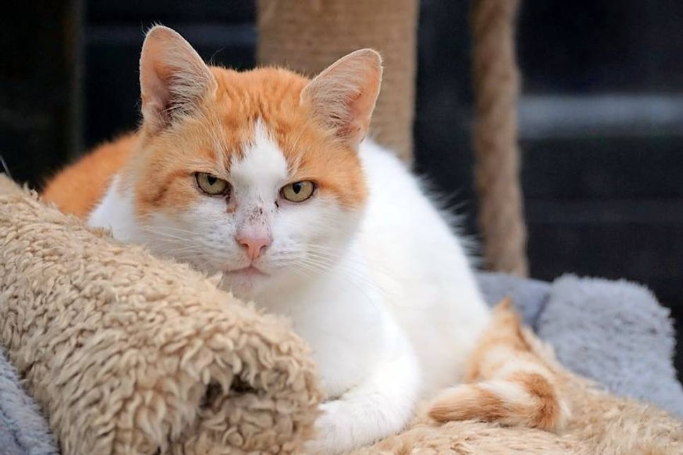 Merlin ist ein circa sechs Jahre alter, rot-weißer Kater mit viel Charme. Er mag Hunde, aber keine Katzen und sollte Freigang haben können. Bei Interesse bitte die Tierhilfe Ostholstein unter Tel. 04561/16267 kontaktieren. (red)