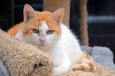 Merlin ist ein circa sechs Jahre alter, rot-weißer Kater mit viel Charme. Er mag Hunde, aber keine Katzen und sollte Freigang haben können. Bei Interesse bitte die Tierhilfe Ostholstein unter Tel. 04561/16267 kontaktieren. (red)