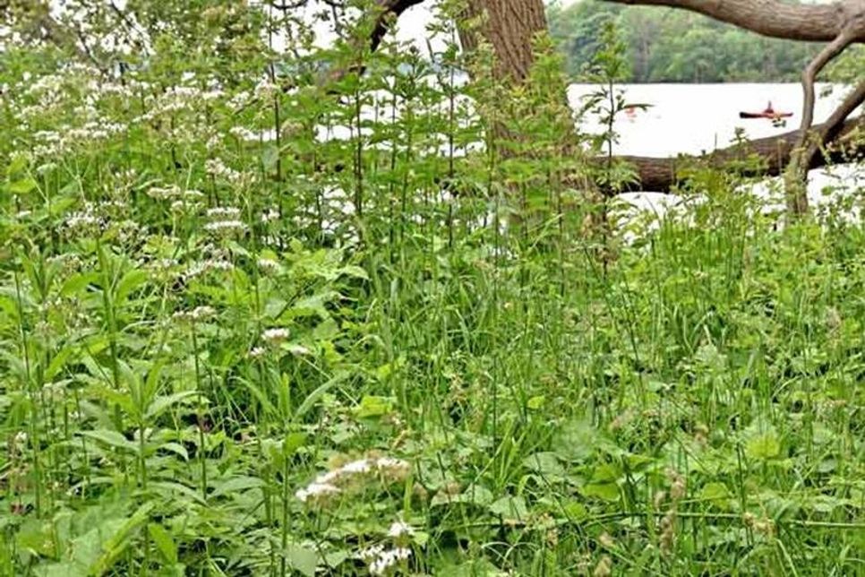 Blick vom Stadtwäldchen zur Insel Olsborg: Hinter den Baldrianstauden entwickeln sich bereits die Blütenstände des Wasserdosts am Seeufer.