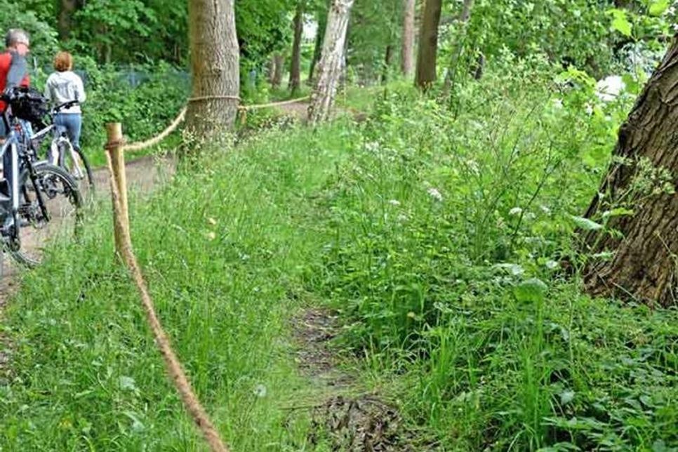 Der noch nicht regenerierte Pfad zieht sich durch den Grünstreifen.