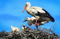 In und um Grube findet das Storchenpaar reichlich Futter, um den Nachwuchs aufzuziehen.