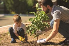 Damit die Freude am Baum und seinen Früchten möglichst hoch ist, sollte man sich am besten in den Baumschulen vor Ort beraten lassen. Foto: Artem/stock.adobe.com/Bund deutscher Baumschulen (BdB) e.V./akz-o