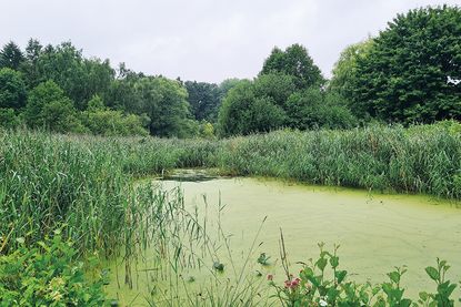 Der Blick auf den Oberen Mühlenteich ist durch die fortschreitende Verlandung aktuell nur noch eingeschränkt möglich.