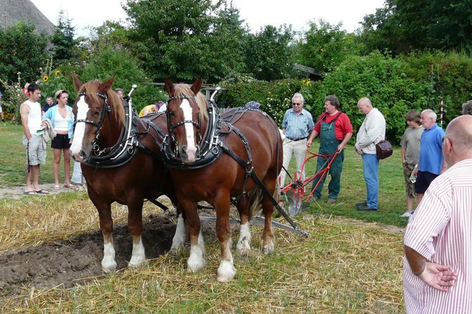 Historische Ernte und Bodenbearbeitung mit Arbeitspferden.