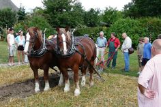 Historische Ernte und Bodenbearbeitung mit Arbeitspferden.