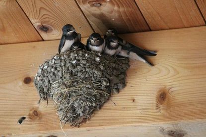 Untere Naturschutzbehörde gibt Tipps zum Schwalbenschutz.