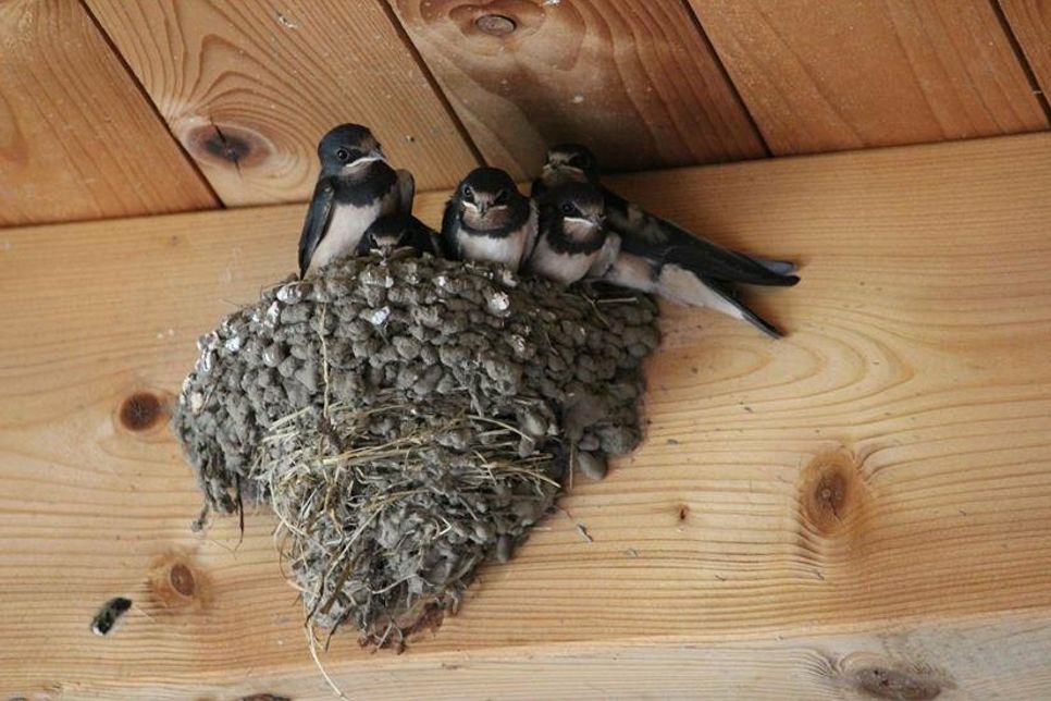 Untere Naturschutzbehörde gibt Tipps zum Schwalbenschutz.