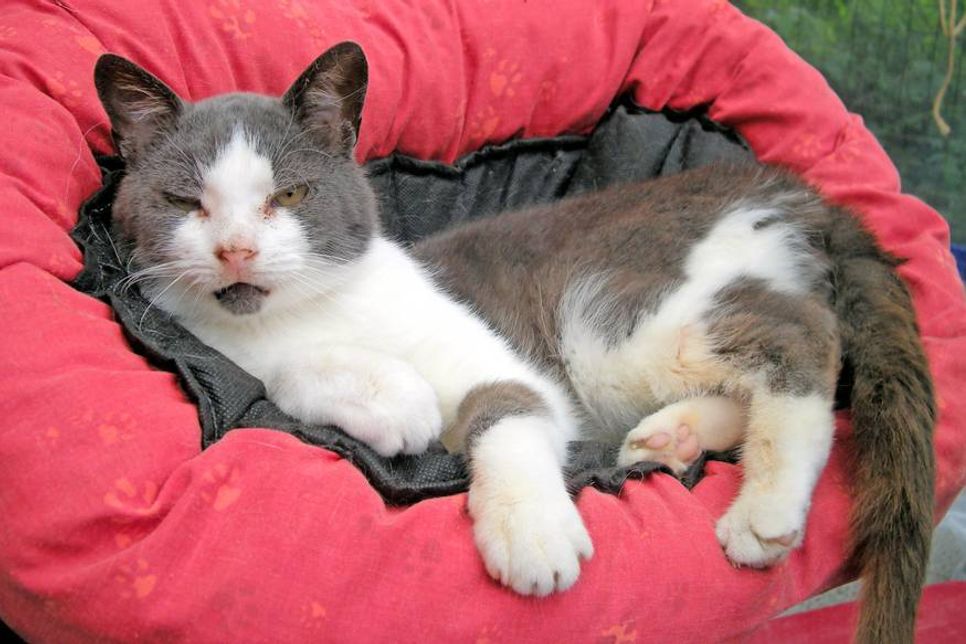 Der blau-grau-weiße Piet ist schon etwas älter, dafür aber um so schmusiger. Er möchte Freigang, liebt aber keine Hunde. Bei Interesse bitte mit der Tierhilfe Ostholstein in Verbindung setzen unter Tel. 04561/16267. (red)