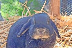 Insgesamt neun Zwergkaninchen und Löwchen sind bei der Tierhilfe und suchen ein neues Zuhause. Bei Interesse bitte mit der Tierhilfe Ostholstein unter Tel. 04561/16267 in Verbindung setzen. (red)