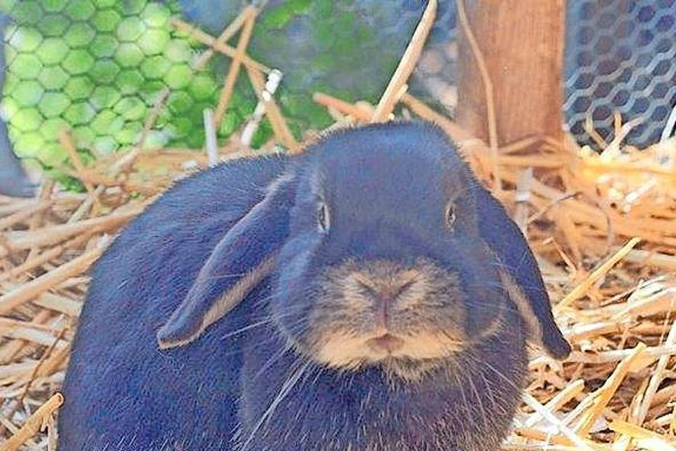 Insgesamt neun Zwergkaninchen und Löwchen sind bei der Tierhilfe und suchen ein neues Zuhause. Bei Interesse bitte mit der Tierhilfe Ostholstein unter Tel. 04561/16267 in Verbindung setzen. (red)