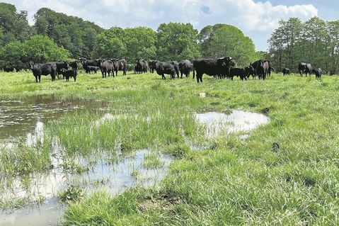 Die Rinder stehen auf Weiden in Gömnitz und Grube.