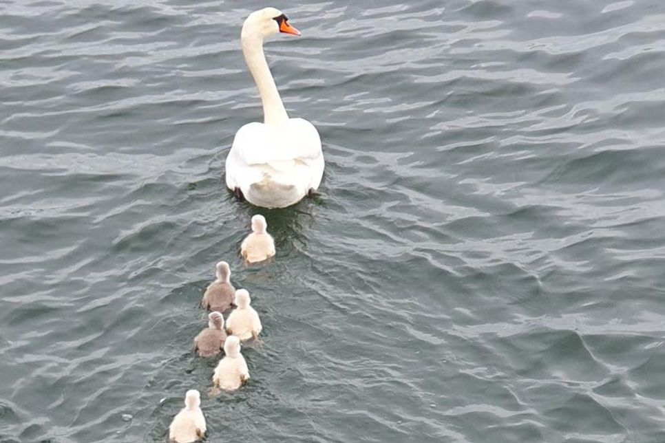 Sechsfacher Familiennachwuchs: Susanne Dannenberg-Kleist erwischte einen Schwan mit seinen sechs Küken am Ufer des Binnenwassers.