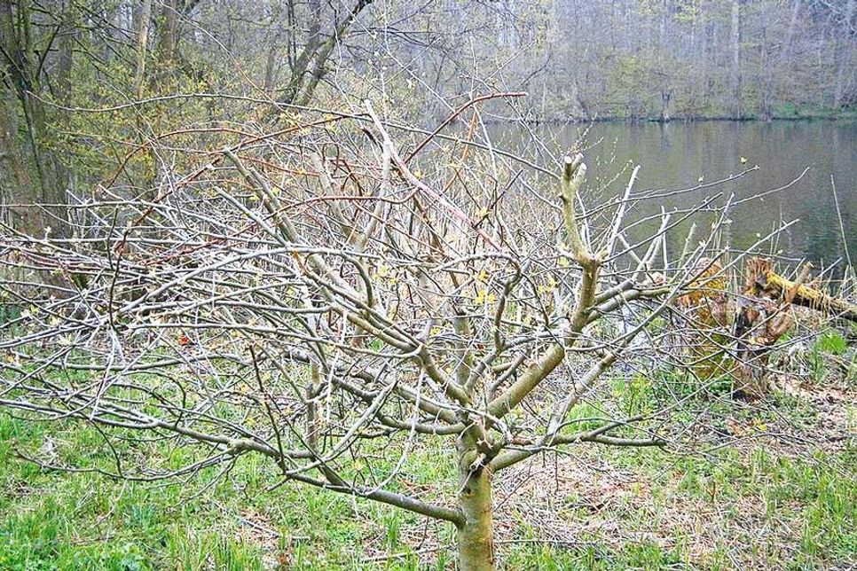 Massive Kronenrückschnitte wurden an elf Ostbäumen auf der öffentlichen Streuobstwiese in Scharbeutz am Wennsee durchgeführt. Die Gemeinde hat jetzt 3.000 Euro Belohnung für Hinweise, die zur Ergreifung des Täters führen, ausgelobt. (Foto: Gemeinde Scharbeutz)