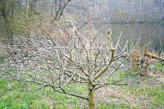 Massive Kronenrückschnitte wurden an elf Ostbäumen auf der öffentlichen Streuobstwiese in Scharbeutz am Wennsee durchgeführt. Die Gemeinde hat jetzt 3.000 Euro Belohnung für Hinweise, die zur Ergreifung des Täters führen, ausgelobt. (Foto: Gemeinde Scharbeutz)