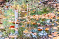 Mit viel Liebe zum Detail hat Finja Petersen  diese herbstliche Stimmung eingefangen.