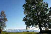 Ein Goliat unter den Bäumen in Albersdorf, fotografiert von Annette Köhler.