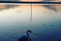 Jasmin Krügers Foto vom Neustädter Binnenwasser begeisterte nicht nur unsere Abonnenten bei Instagram, sondern auch das reporter-Team.