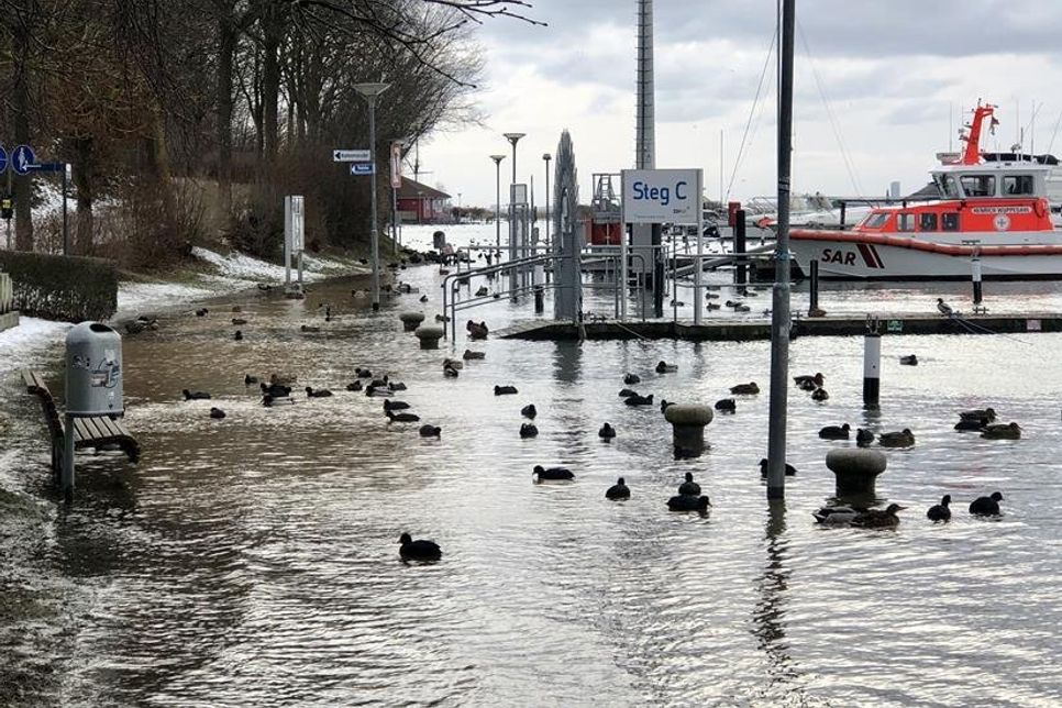 Die Wasservögel freuten sich und genossen ihr neues Revier.