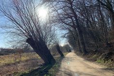 Zwischen windschiefen Weiden und Schaarwald geht es durch das Schutzgebiet.