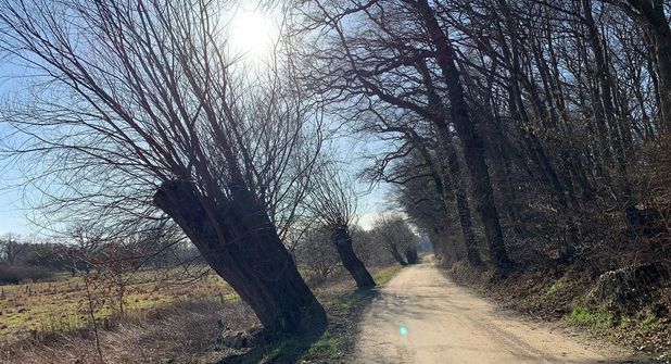 Zwischen windschiefen Weiden und Schaarwald geht es durch das Schutzgebiet.