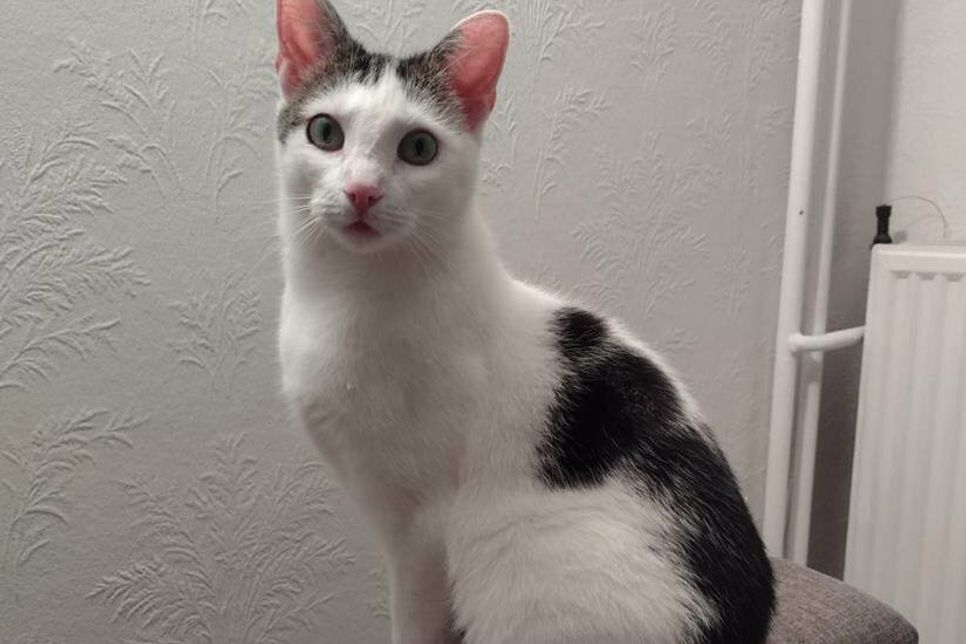 Tinka wartet auf ein neues Zuhause.