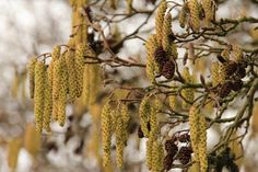 Hasel, Erle, Pappel, Weide und Ulme machen bereits jetzt Allergikerinnen und Allergikern im Kreis Ostholstein zu schaffen. Sie gehören zu den Frühblühern und tragen an windigen Tagen im zeitigen Frühjahr besonders gut und in großen Menge Pollen durch die Luft. Foto: AOK/Colourbox/hfr.