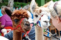 „Dante“ und „Ronja“ bezauberten beim Sommerfest.