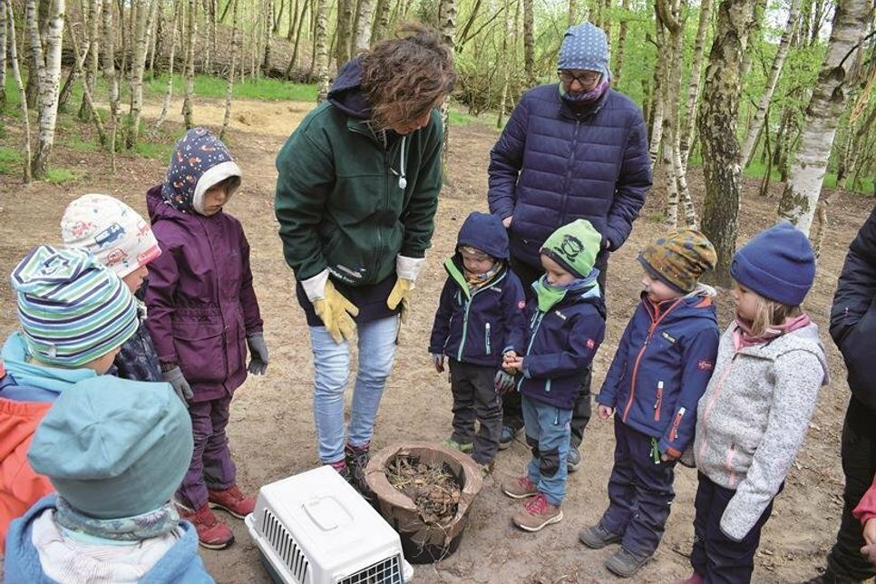 Große Überraschung im Morgenkreis der „Marienkäfer“-Gruppe des Wühlmauskindergartens in Appelwarder: Wiebke Baruth hatte zwei Igel aus dem Wildtierheim mitgebracht.
