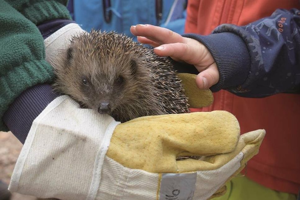 Nach intensiver und liebevoller Pflege in der Winterzeit sollten die stacheligen Gesellen nun wieder in der Natur freigelassen werden.