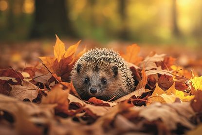 Für Igel ist ein verwilderter Bereich unter Sträuchern überlebenswichtige Winterresidenz. Daher sollte Laub unter Gehölzen nicht entfernt werden.