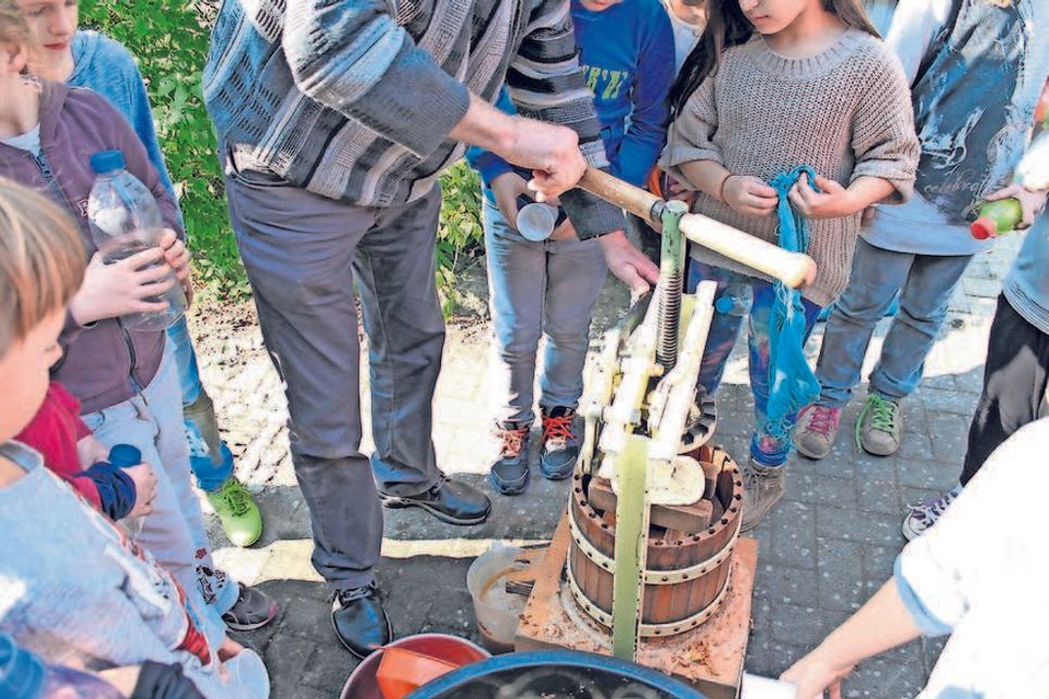 Neustadt. Vergangene Woche hatten alle Schulklassen der Grundschule am Steinkamp die Gelegenheit, einmal ihren eigenen Apfelsaft herzustellen. Dazu hatte Reinhard Esser an zwei Tagen seine eigene, rund 30 Jahre alte Obstpresse mitgebracht. Die Kinder schnippelten zunächst ihre mitgebrachten Äpfel klein, bevor sie sich um die Obstpresse scharten, um dabei zuzuschauen, wie Reinhard Esser das Gerät bediente. „Es ist für die Kinder phänomenal zu sehen, wenn der Saft aus der Presse läuft“, freute dieser sich über die Begeisterung der Kids, die anschließend ihre Flaschen mit dem Saft befüllen und den köstlichen, ohne jegliche Zusätze zubereiteten Saft genießen durften. Rund 100 Liter Apfelsaft wurden so an beiden Tagen von den Schülern hergestellt. (kp)