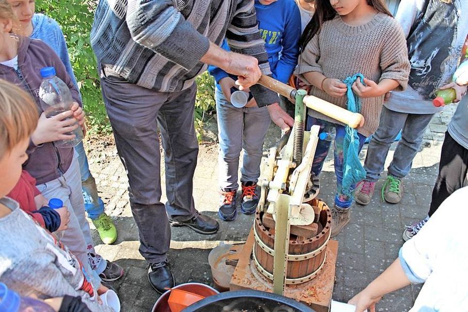 Neustadt. Diese Woche hatten alle Schulklassen der Grundschule am Steinkamp die Gelegenheit, einmal ihren eigenen Apfelsaft herzustellen. Dazu hatte Reinhard Esser an zwei Tagen seine eigene, rund 30 Jahre alte Obstpresse mitgebracht. Die Kinder schnippelten zunächst ihre mitgebrachten Äpfel klein, bevor sie sich um die Obstpresse scharten, um dabei zuzuschauen, wie Reinhard Esser das Gerät bediente. „Es ist für die Kinder phänomenal zu sehen, wenn der Saft aus der Presse läuft“, freute dieser sich über die Begeisterung der Kids, die anschließend ihre Flaschen mit dem Saft befüllen und den köstlichen, ohne jegliche Zusätze zubereiteten Saft genießen durften. Rund 100 Liter Apfelsaft wurden so an beiden Tagen von den Schülern hergestellt. (kp)