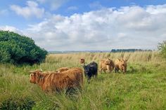 Wandern am Stifungsland Kleiner Binnensee mit den Highland Rindern.