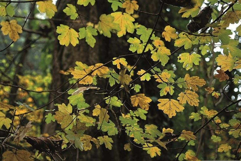 Foto: pixabay.com/Bund deutscher Baumschulen e.V./akz-o