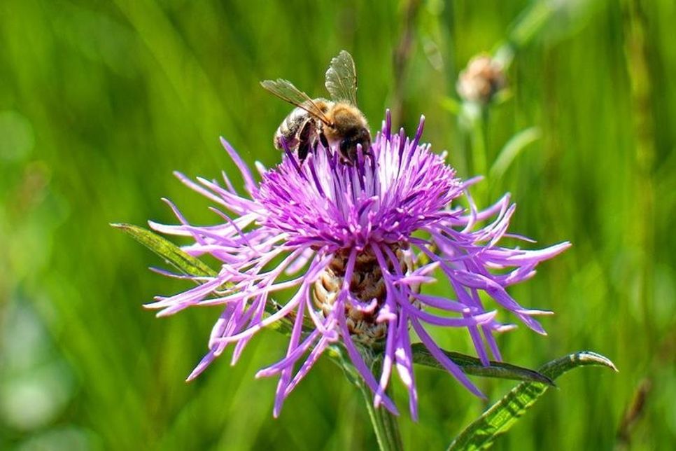 Ein Vortrag im Rahmen der öffentlichen Jahreshauptversammlung führt in die faszinierende Welt der Wildbienen ein.