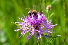 Ein Vortrag im Rahmen der öffentlichen Jahreshauptversammlung führt in die faszinierende Welt der Wildbienen ein.