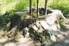 Hier sieht man eine Baumpflanzung in einem alten Stubben, aufgenommen im Bergpark Kassel-Wilhelmshöhe.