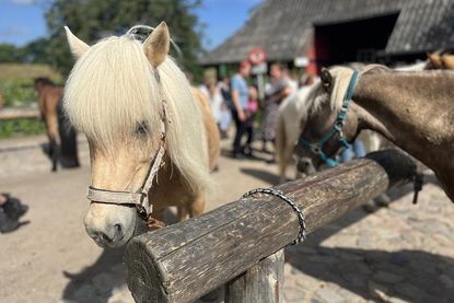 Sie waren die Stars des Turniertages: Die Islandpefrde von Hochfeldhufe.