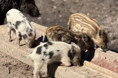 Die kleinen Frischlinge beim Futtern im Kellenhusener Windschweingehege.
