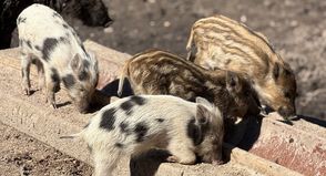 Die kleinen Frischlinge beim Futtern im Kellenhusener Windschweingehege.