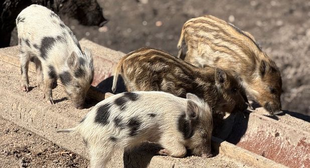 Die kleinen Frischlinge beim Futtern im Kellenhusener Windschweingehege.