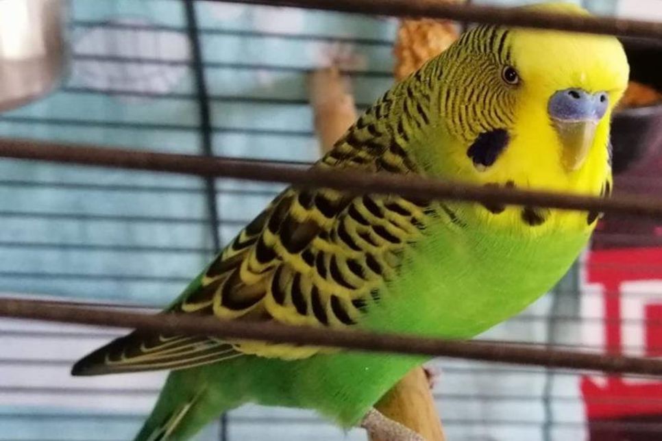 Dieser hübsche kleine Kerl wurde in Neustadt gefunden und wartet im Tierheim Eutin auf seine Familie.