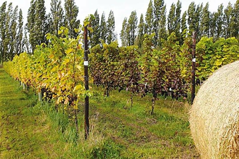 Ein Blick auf den Weinanbau auf Feyo.