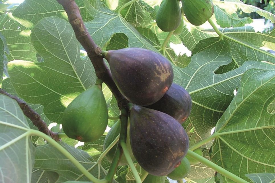 Perfekt für Balkon und Terrasse oder im Garten als Ergänzung zu heimischem Obst ist die Twotimer Feige.