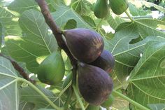 Perfekt für Balkon und Terrasse oder im Garten als Ergänzung zu heimischem Obst ist die Twotimer Feige.