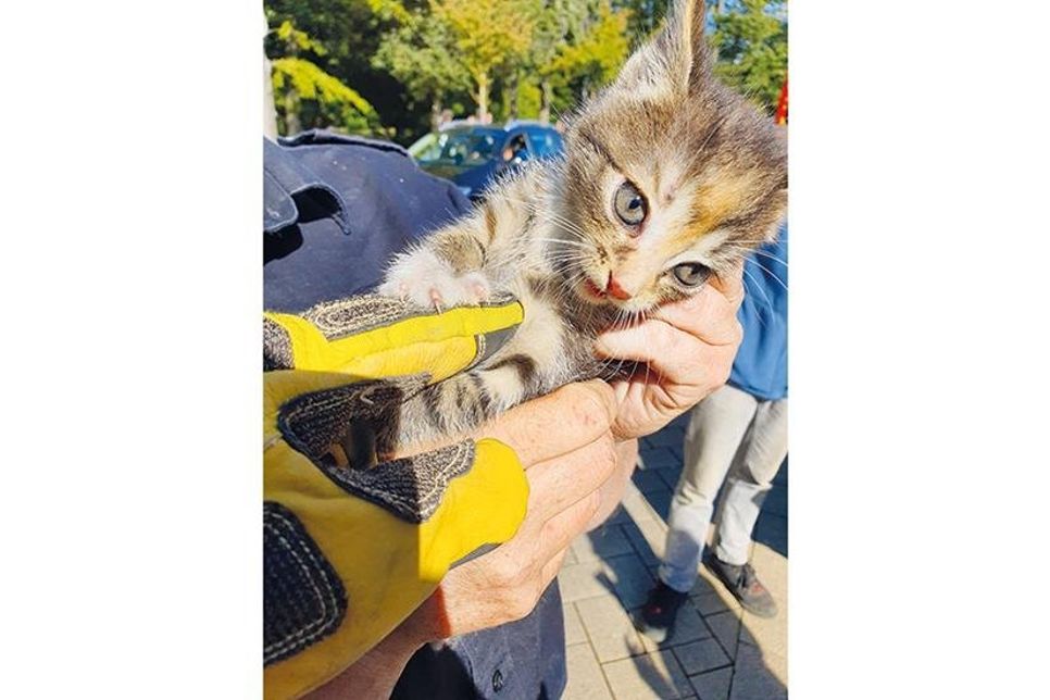 Dieses Katzenbaby wurde von der Feuerwehr aus einem Radkasten befreit.