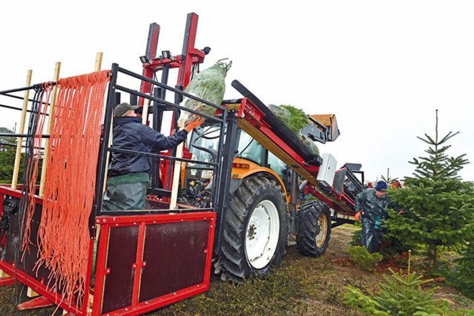 Die Weihnachtsbäume sind reif für die Ernte: Was vorn „vernetzt“ wird, fliegt hinten raus - auf Gut Kühren landen die Tannen im Handumdrehen transportfertig auf den Paletten.