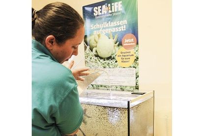 SEA LIFE-Mitarbeiterin Karen Hollstein richtet das Aquarium ein. (Foto: SEA LIFE)