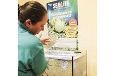 SEA LIFE-Mitarbeiterin Karen Hollstein richtet das Aquarium ein. (Foto: SEA LIFE)